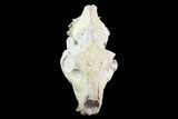 Oreodont (Merycoidodon) Skull - Wyoming #93756-1